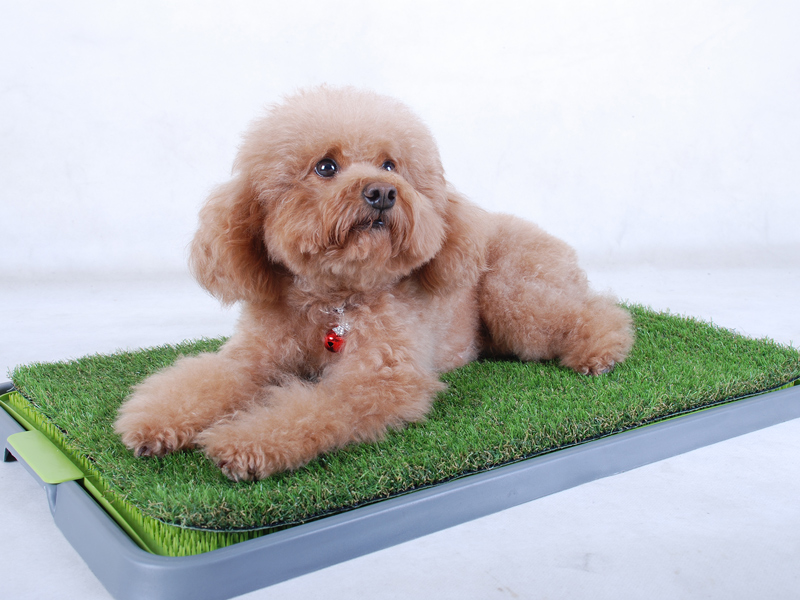 CCGrass, alfombra portátil de pasto para perros