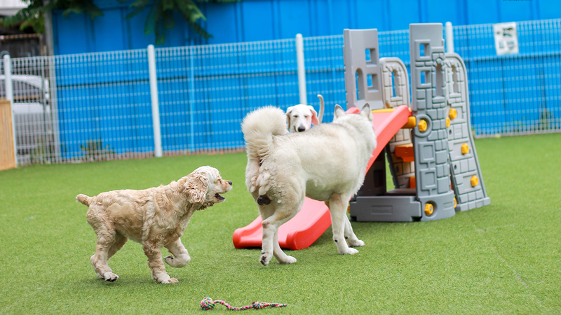 CCGrass, césped sintético para perros en instalaciones comerciales para mascotas