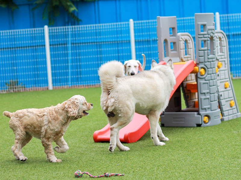 Argo Grass designed for pets