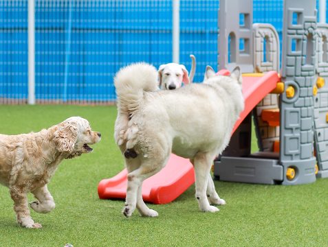 Pet Boarding and Daycare Facilities