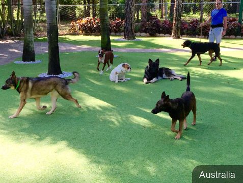 Popular Pet Turf Applications