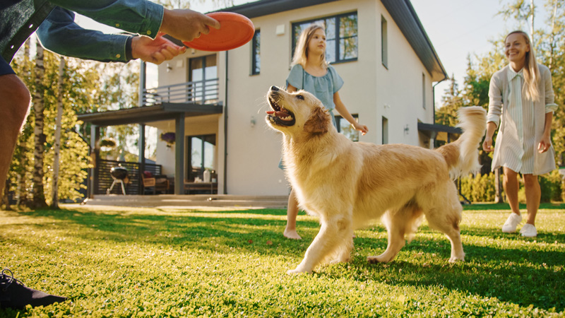 Artificial grass for dogs