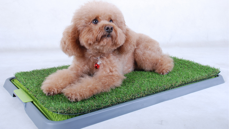 CCGrass fake grass potty pad