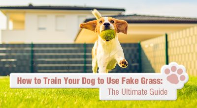 How to Train Your Dog to Use Fake Grass: The Ultimate Guide