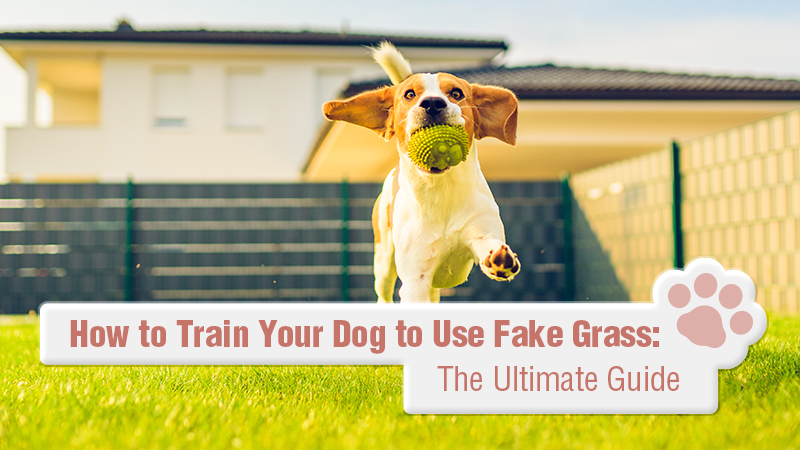 How to Train Your Dog to Use Fake Grass